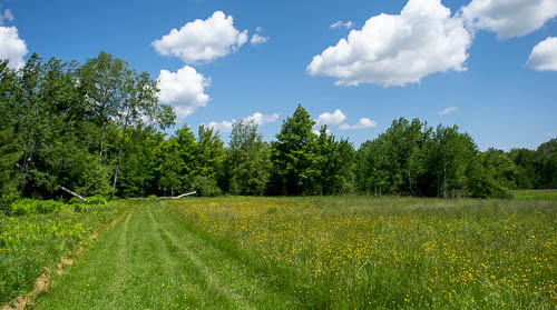 meadow and forest